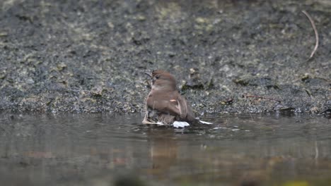 Bañándose-Y-Batiendo-Sus-Alas-En-El-Agua-Mientras-Mira-A-Su-Alrededor,-Taiga-Papamoscas-Ficedula-Albicilla,-Chonburi,-Tailandia