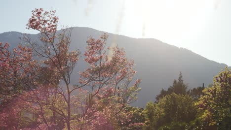 El-Cerezo-Rosa-Resiste-El-Viento-En-Primavera,-Mientras-El-Sol-Brilla