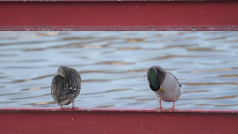 Wild-Ducks-preening-feathers,-perched-on-red-bridge-rails-beside-river