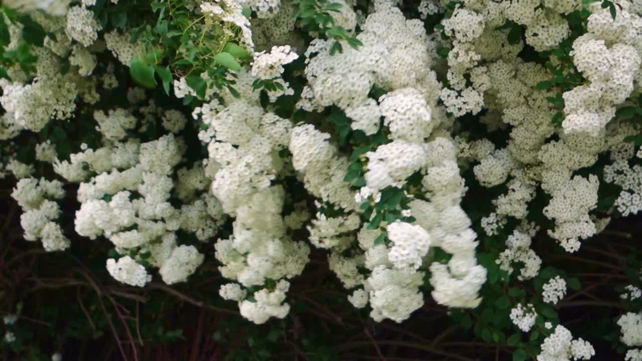 흰 꽃의 가지를 통해 부는 바람, 슬로우 모션