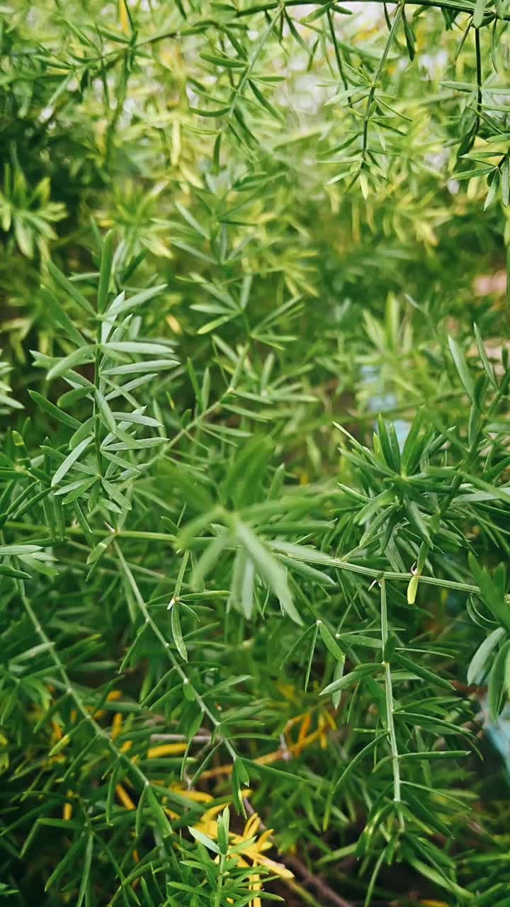 primer plano de un follaje verde y exuberante