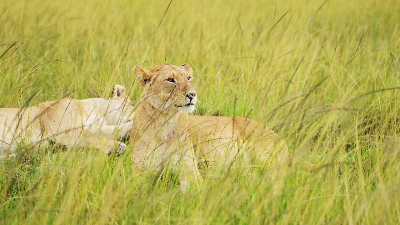 langzame beweging van de trots van leeuwen in lang savanne gras, afrikaanse wilde dieren safari dier in maasai mara national reserve in kenia, afrika, portret van twee vrouwelijke leeuwen close-up in savanne gras