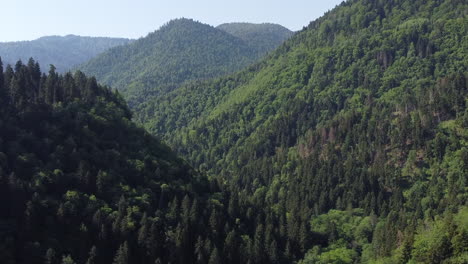 Toma-Aérea-De-árboles-Densos,-Bosques-Y-Montañas-En-Un-Día-Azul-Claro