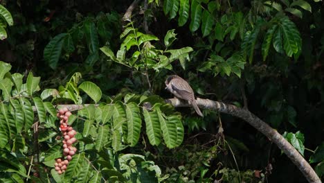 Spotted-Dove,-Spilopelia-chinensis-raising-its-left-wing-to-expose-to-sunlight-then-stands-on-the-branch-to-preen-its-feathers-on-its-breast,-Khao-Yai-National-Park,-Thailand