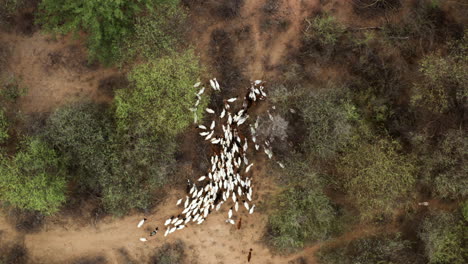 vista de arriba hacia abajo de las cabras de la tribu local en el valle de omo, etiopía - disparo de drones