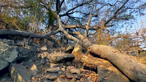 enorme higuera antigua con una enorme rama rota en la isla de nankoma en el lago malawi. malawi.
