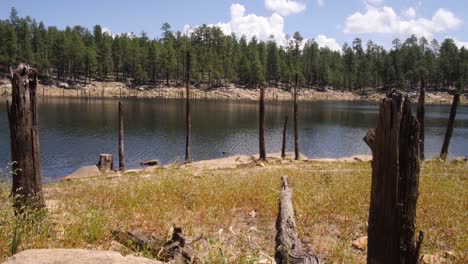 fallen tree points to the riverbank speckled by dead tree trunks