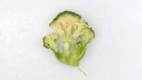 in slow motion water splashes pour water onto one broccoli on a white background. vegetarian and fructorians.