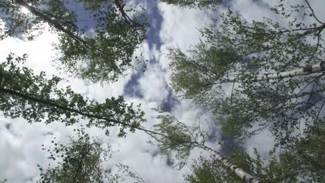 Eine-Naturaufnahme-Eines-Bewölkten-Und-Sonnigen-Himmels-Mit-Birken,-Die-Sich-Mit-Dem-Wind-Im-Sumpf-An-Einem-Alten-See-In-Lettland-Bewegen