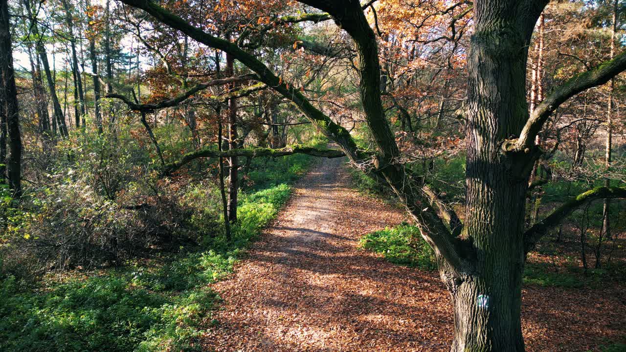Aerial view of a rural road with a black car in yellow and orange autumn forest
