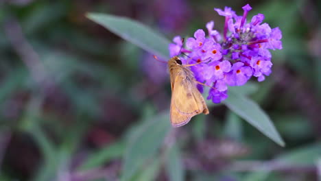 Skipper-Schmetterling