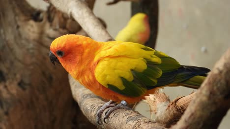 beautiful sun conure parrots sitting in the tree branch an zoo