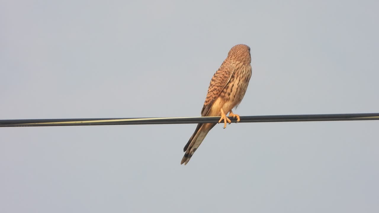 Falcon relaxing - waiting for pry 
