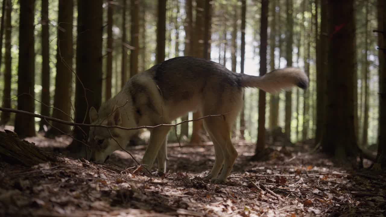 un perro lobo olfateando en el bosque