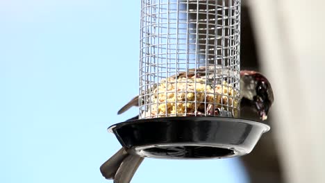 gorrión en el jardín de la casa comiendo comida de la jaula de alimentación y se va volando
