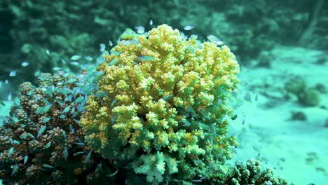 Tiny-white-Damsel-fish-swarming-their-coral-home--underwater