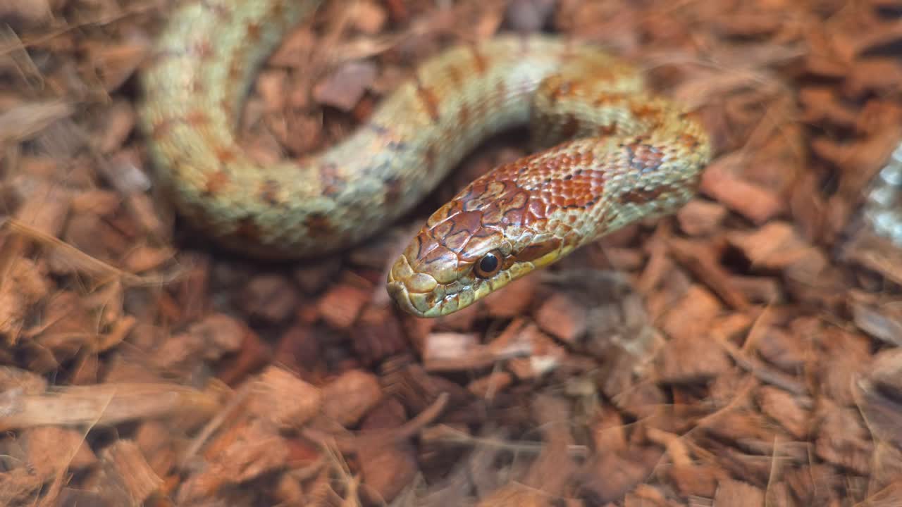Close-up of a steppe rat snake flicking its tongue while resting on wood chips in a terrarium