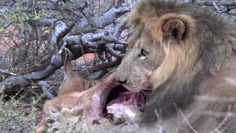 A-male-lion-lies-under-a-tree-and-feeds-on-the-remains-of-an-antelope