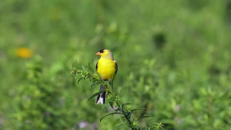 Ein-Amerikanischer-Stieglitz-Sitzt-An-Einem-Sonnigen-Sommertag-Auf-Einer-Pflanze-Im-Wildtiermanagementgebiet-Des-Middle-Creek