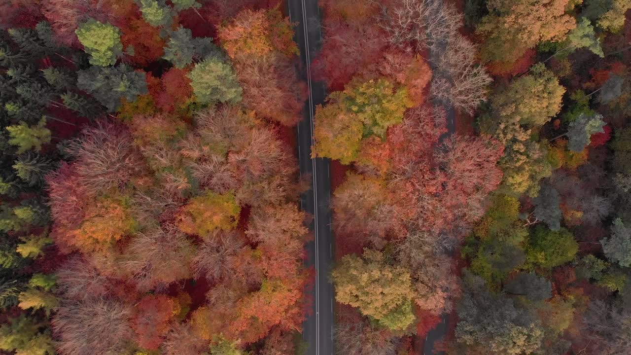 Top-down drone shot of autumn-colored forest with a road in the middle and a car driving by
