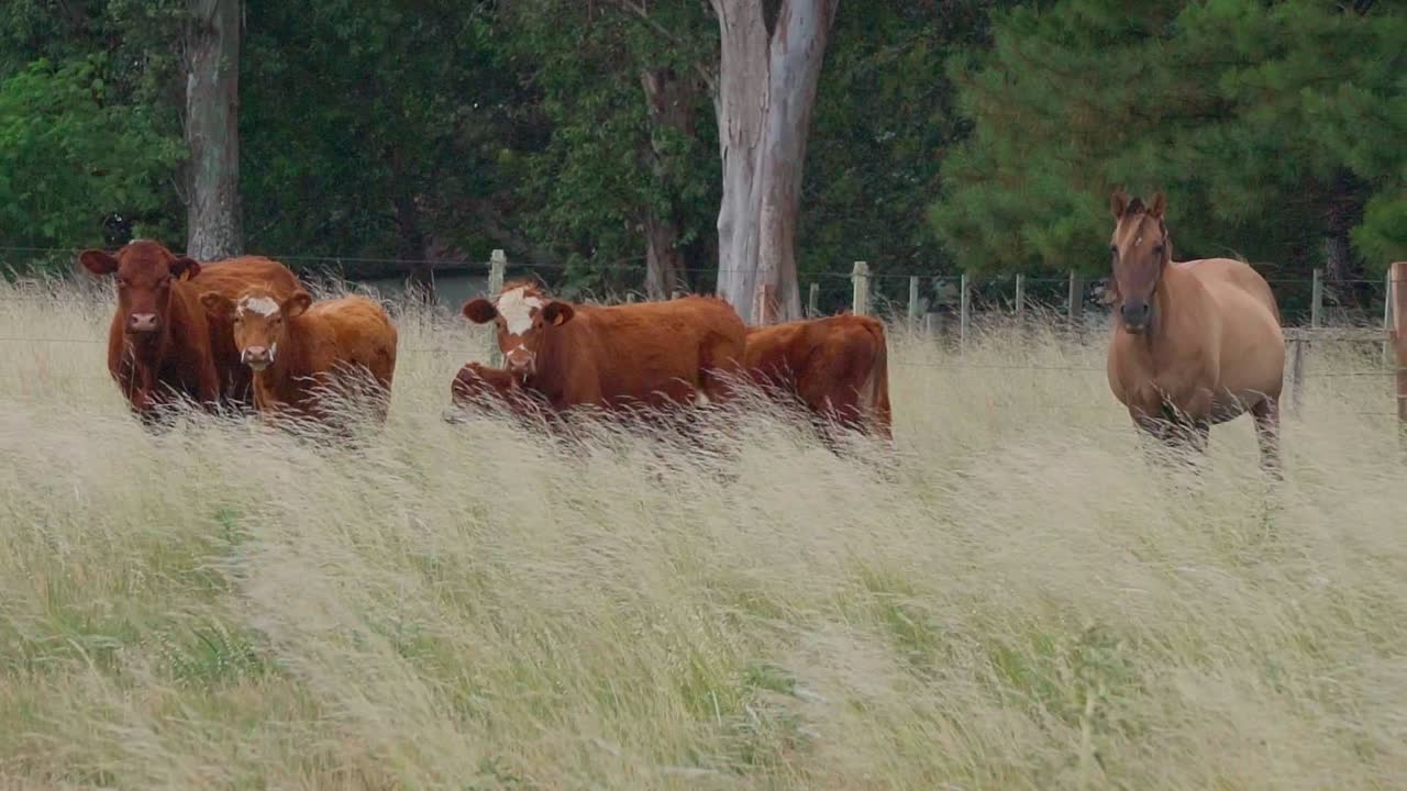 caballos y ganado con terneros parados uno al lado del otro en un pasto verde natural, frente a un bosque con la hierba moviéndose en el viento, uruguay