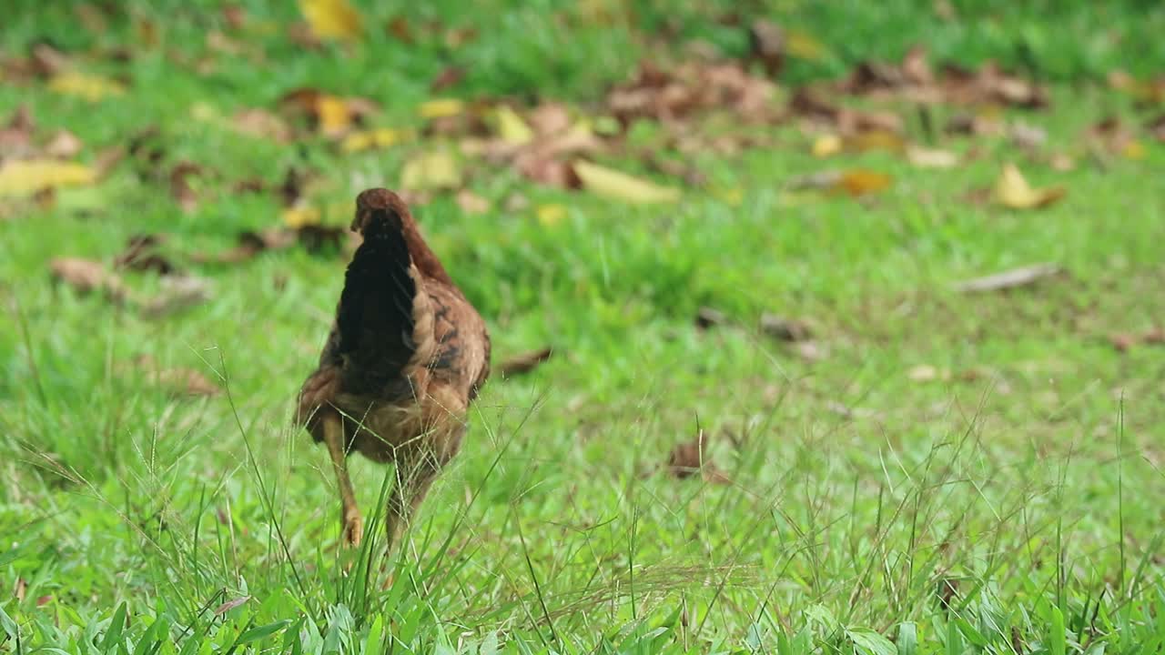yellow hen walking on green grass