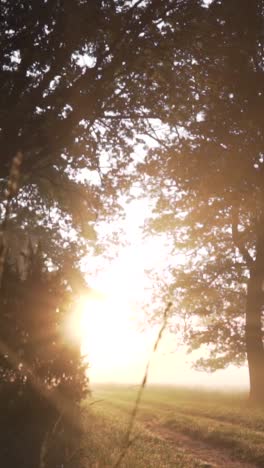 sunrise through the trees in a misty forest