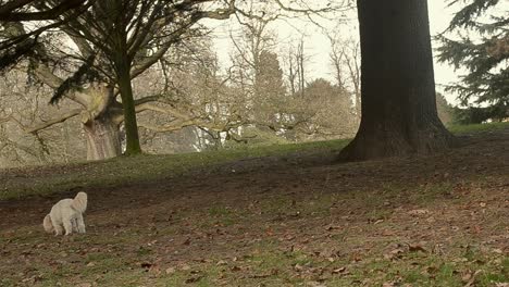 small white dog sniffing ground in woodland scene