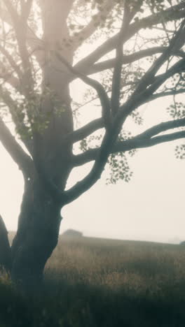 misty morning tree