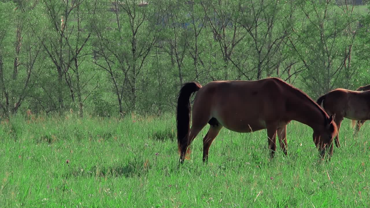 los caballos pastan en la montaña.