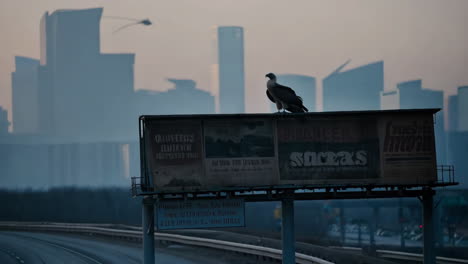 bird perched on billboard in a cityscape