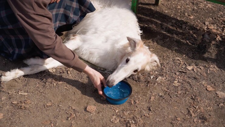 Cachorro branco bebe água de uma tigela azul, segurada por uma pessoa não visível que veste roupas marrons e xadrez. A cena se passa ao ar livre, em chão de terra com folhas espalhadas, e apresenta iluminação natural suave.