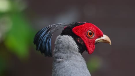 siamese fireback, lophura diardi