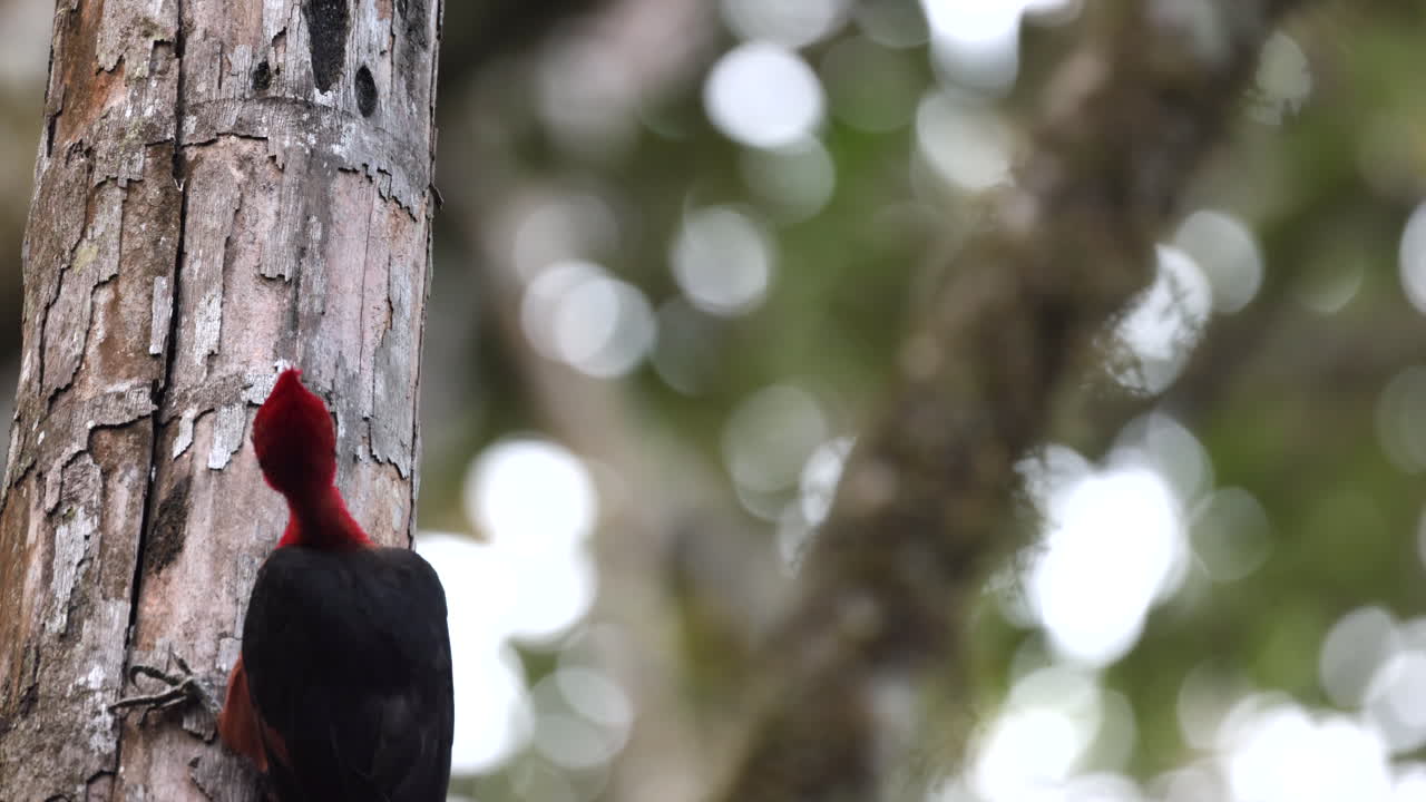 Grande uccello picchio lineato nella giungla della foresta pluviale appollaiato tropical2