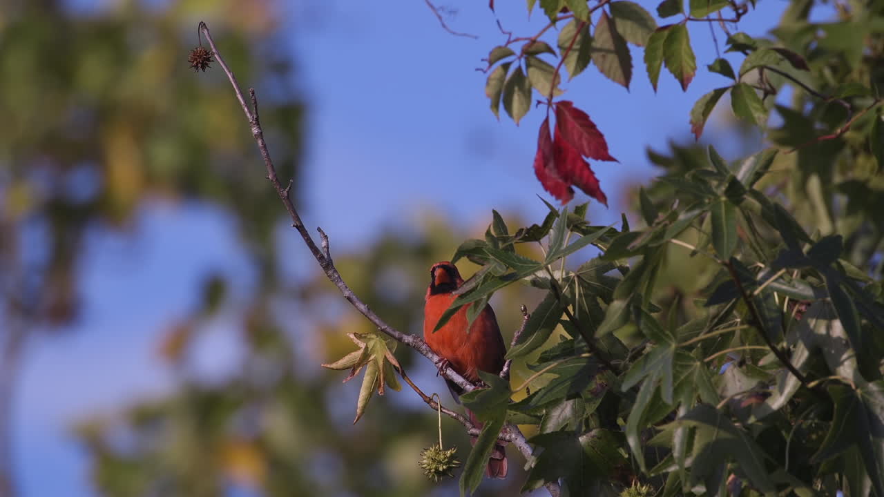 cardenal norteño en una rama pequeña