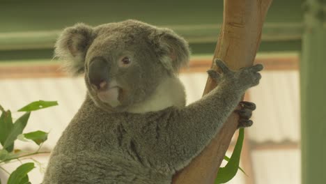 en un refugio de animales ubicado en australia, hay una toma media de un koala mientras sube a un árbol