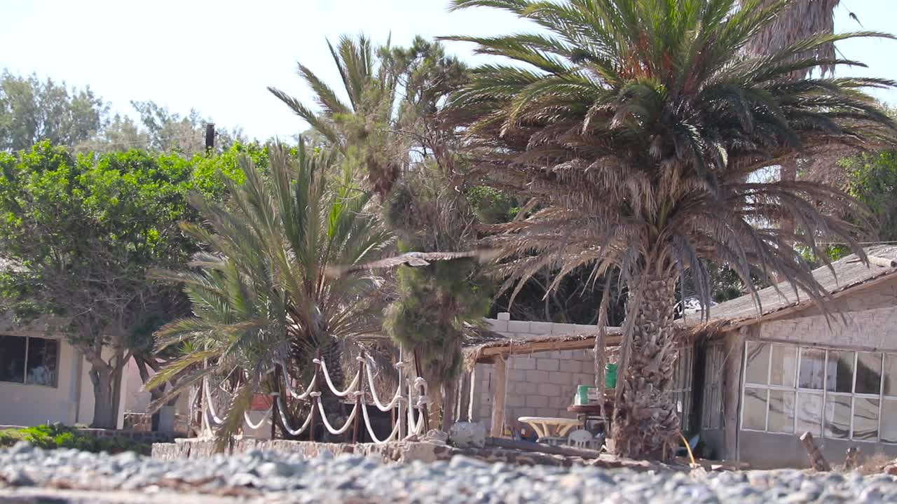 un halcón volando en méxico