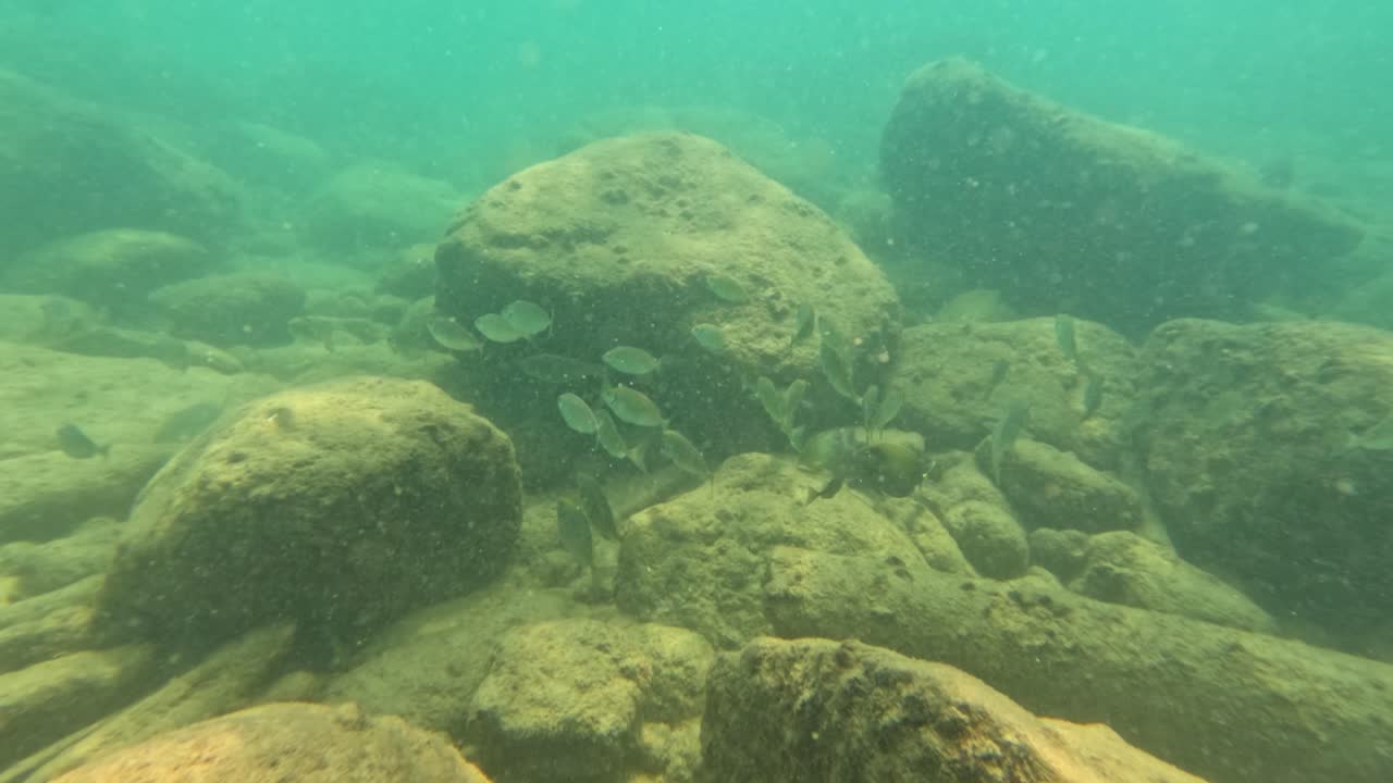 Fish swim among rocks in clear turquoise waters, showcasing vibrant marine life in Phuket, Thailand. Natural lighting enhances the serene underwater scene