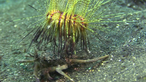 urchin carry crab with radiant sea urchin on its back walking towards camera chasing away a small hermit crab, closeup shot