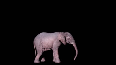 gran elefante africano atacando al enemigo en un fondo aislado con canal alfa. animación para animales, naturaleza y fondos educativos.