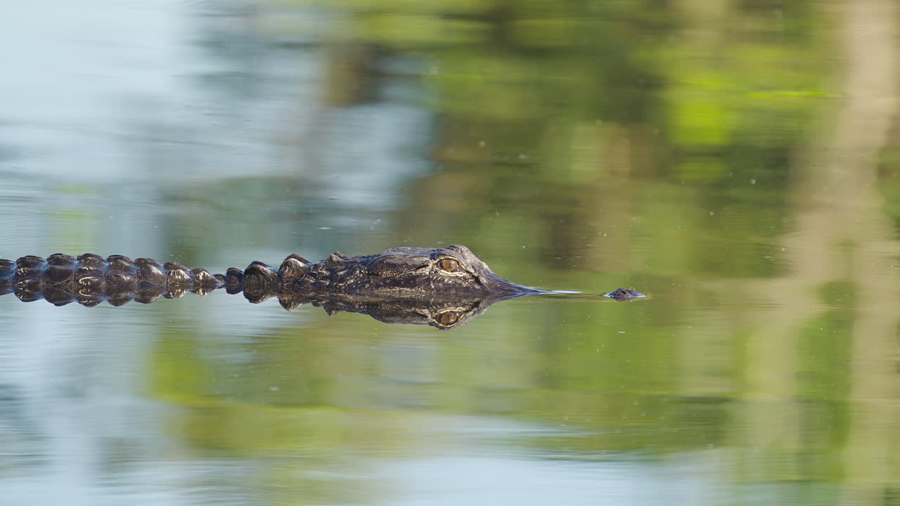 Alligator Slowly Moving Across Water 2