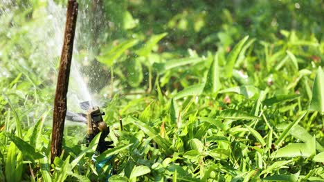 sistema de rociadores en acción, hidratando la vegetación exuberante.