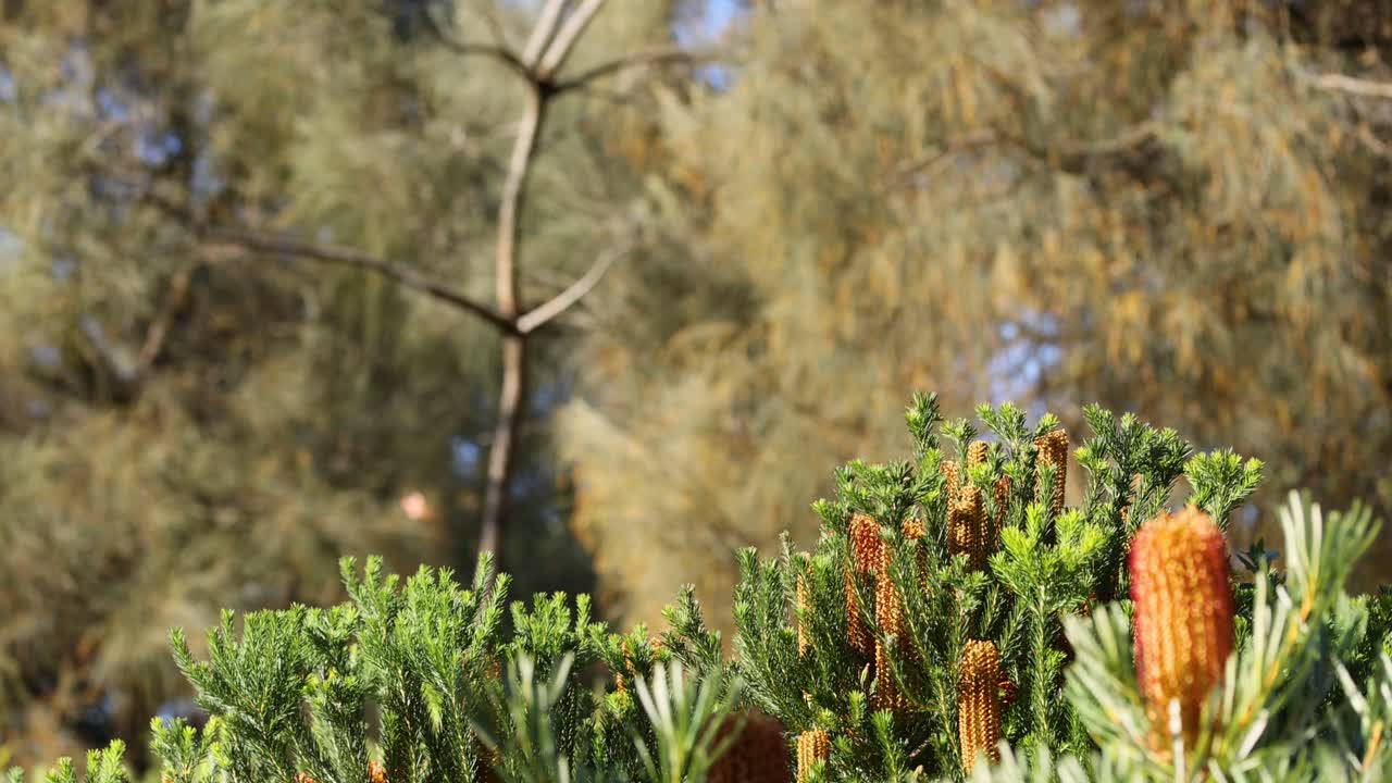 멜버른 동물원에서 나무 심기 활동