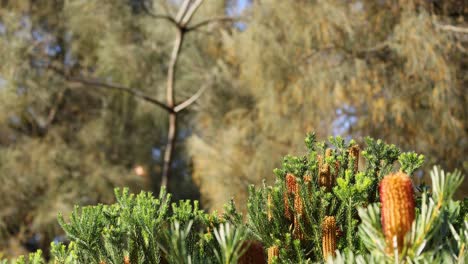 actividad de plantación de árboles en el zoológico de melbourne
