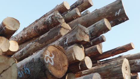 4k tilt down of freshly cut tree trunks at a lumber logging site in oregon, united states