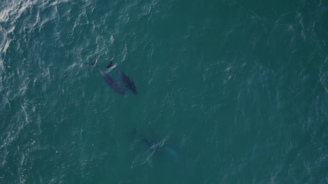 해수면 아래에서 수영하는 일반적인 병코 돌고래 가족의 위에서 보기