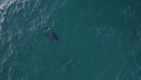 view from above of common bottlenose dolphin family swimming under sea surface