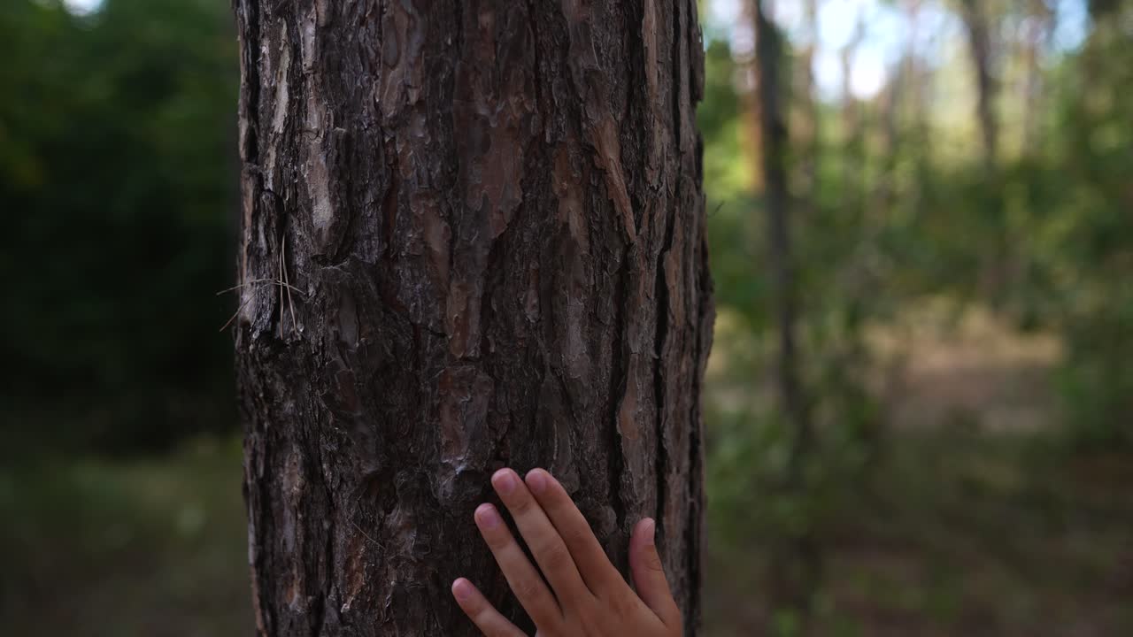 숲 속 의 소나무 줄기 를 만지는 손