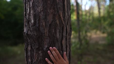 hand touching a pine tree trunk in the forest