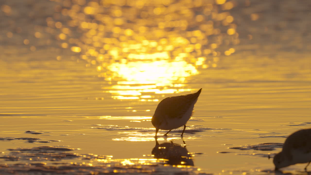 Sanderlings Foraging for Food in Sea Shore Sand with Sunlight Reflections